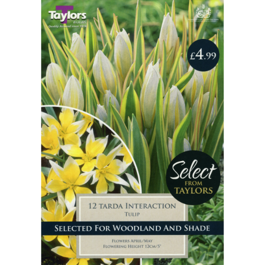 Tulip Tarda Interaction - Pre-order